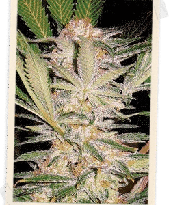 S.A.D. F1 FAST Version feminized Seeds