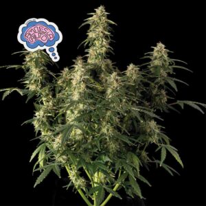 Amnesia Auto feminized Seeds - 5 Seeds
