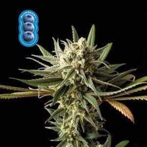 Blueberry feminized Seeds