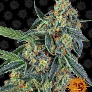 Cookies Kush Feminized Seeds