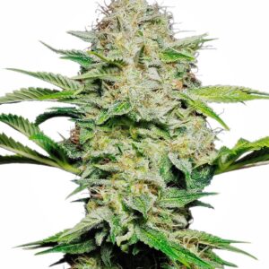 Sensi Skunk Auto feminized Seeds