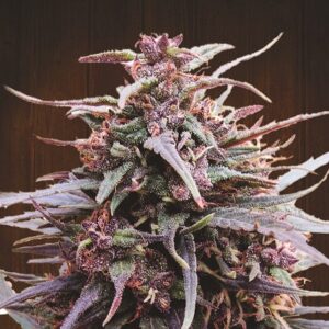 Purple Haze x Malawi feminized Seeds
