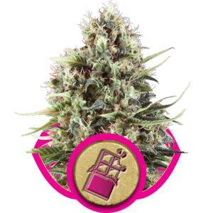 Chocolate Haze feminized Seeds