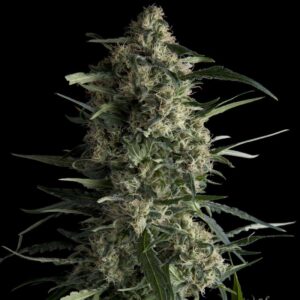 Galaxy Feminized Seeds