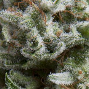 Anesthesia Auto feminized Seeds