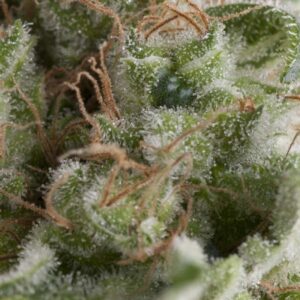 American Pie Auto feminized Seeds