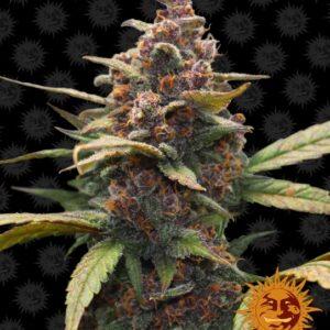 Ayahuasca Purple feminized Seeds