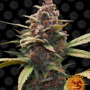 Ayahuasca Purple feminized Seeds - 5 Seeds