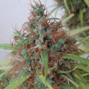 Honduras Regular Seeds