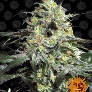 Peyote Cookies Feminized Seeds