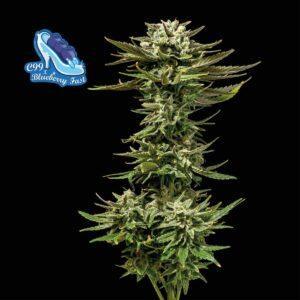 C99 x Blueberry Fast feminized Seeds