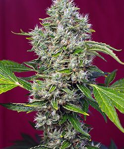San Fernando Lemon Kush Feminized Seeds