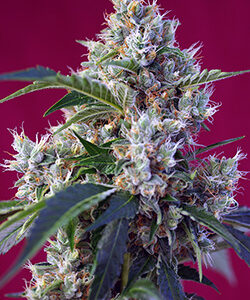 Indigo Berry Kush Feminized Seeds