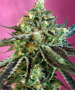 Sweet Nurse CBD Auto Feminized Seeds