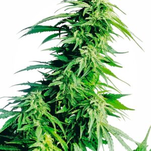 Hindu Kush feminized Seeds