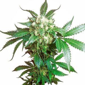 Black Domina feminized Seeds