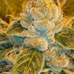 Sour Ripper feminized Seeds