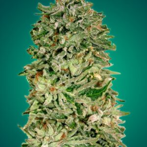 Shark Widow CBD Feminized Seeds