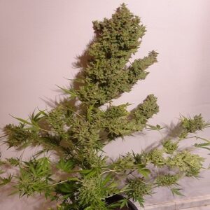 Malawi x NL Auto feminized Seeds