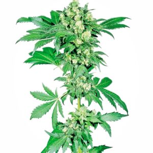 Afghani #1 feminized Seeds