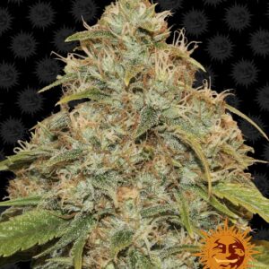 Lemon Potion CBD Auto Feminized Seeds