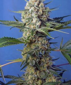 Crystal Candy F1 Fast Version feminized Seeds - 5+2 Seeds