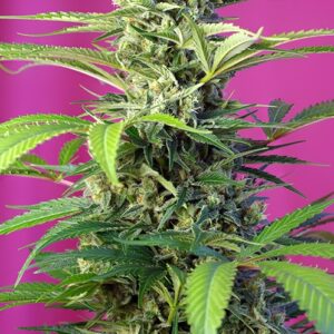 Chem Beyond Diesel CBD Feminized Seeds