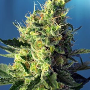 Sweet Pure CBD Feminized Seeds