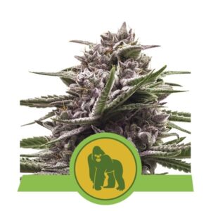Royal Gorilla Auto Feminized Seeds