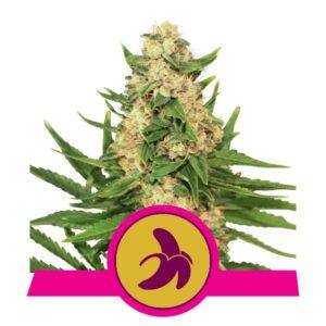 Fat Banana feminized Seeds