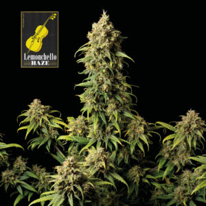 Lemonchello Haze feminized Seeds