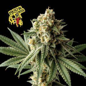 Badazz OG Cheese feminized Seeds