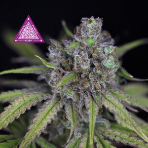 Critical Purple Kush feminized Seeds - 100 Seeds