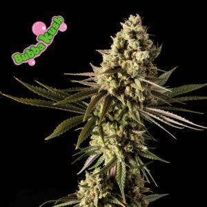 Bubba Kush feminized Seeds - 25 Seeds