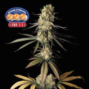 Cream & Cheese CBD 1:1 feminized Seeds - 25 Seeds