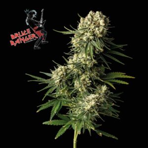 Bruce Banger feminized Seeds - 5 Seeds
