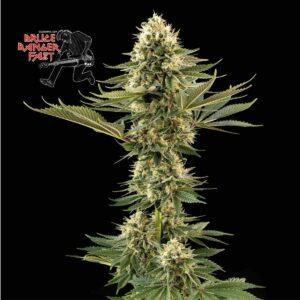 Bruce Banger Fast feminized Seeds