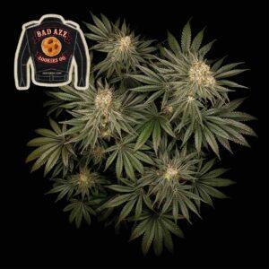 Badazz Cookies OG feminized Seeds