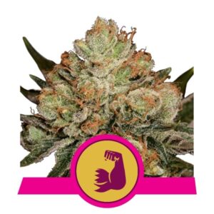 HulkBerry Feminized Seeds