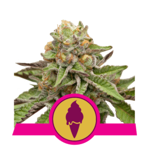 Green Gelato feminized Seeds - 5 Seeds