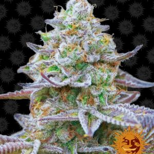 Gorilla Zkittlez Feminized Seeds