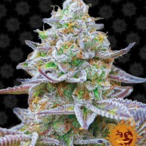 Gorilla Zkittlez feminized Seeds