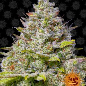 Blue Gelato 41 feminized Seeds
