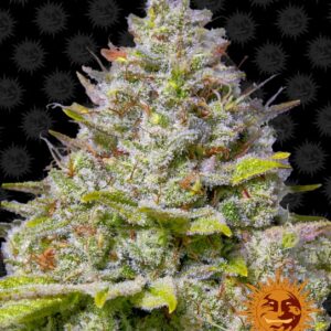Blue Gelato 41 feminized Seeds - 5 Seeds