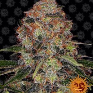 Shiskaberry Feminized Seeds