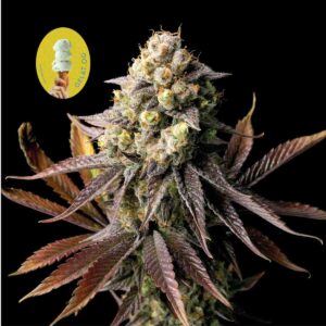 Gelat.OG feminized Seeds - 50 Seeds