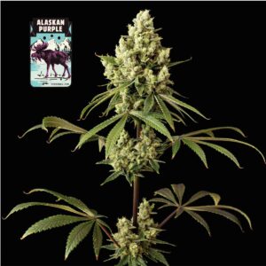 Alaskan Purple feminized Seeds - 25 Seeds