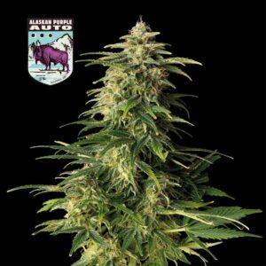 Alaskan Purple Auto feminized Seeds