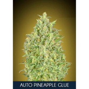 Pineapple Glue Auto Feminized Seeds