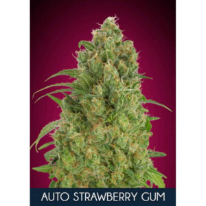 Strawberry Gum Auto Feminized Seeds